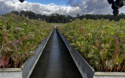 Forest Focus – Term 2, 2026
